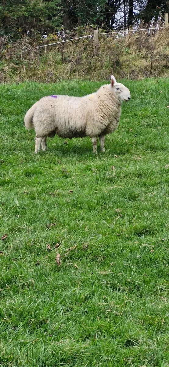 Sheep - Image 1
