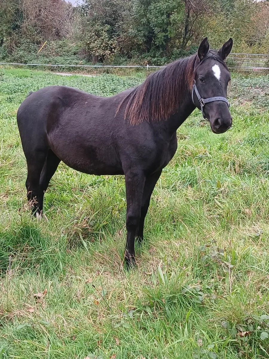 Horse - Image 1