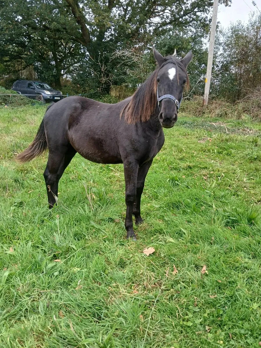 Horse - Image 2