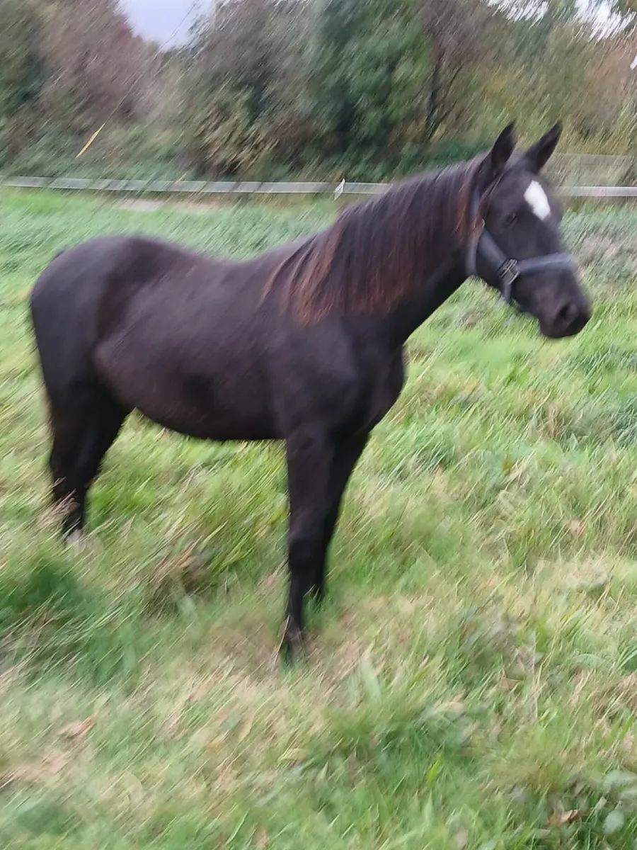 Horse - Image 3
