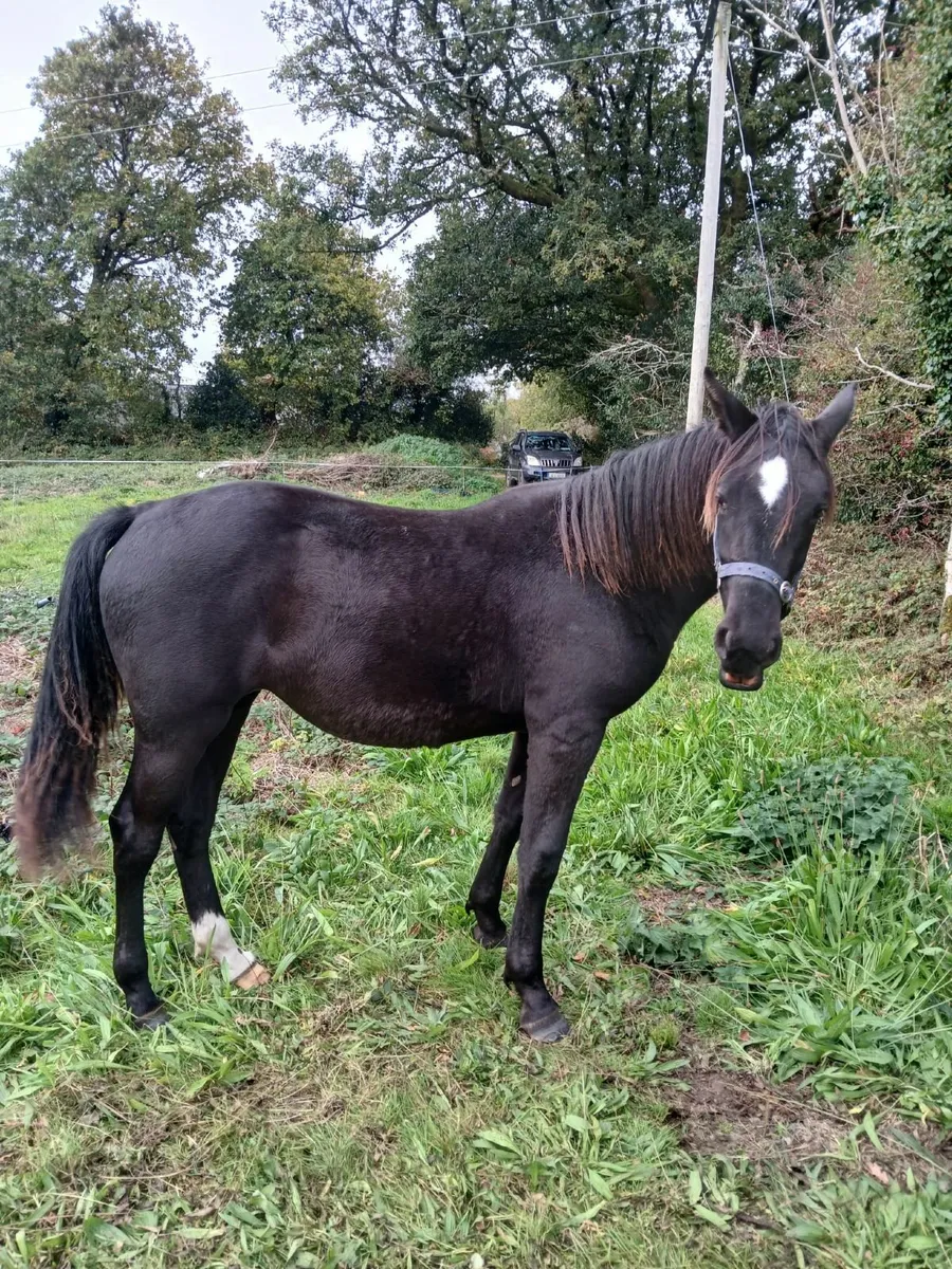 Horse - Image 4