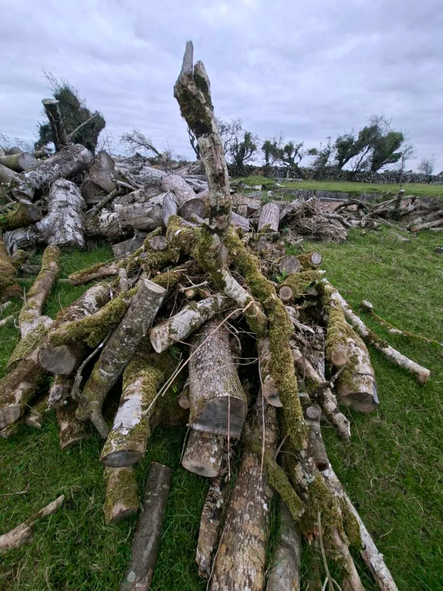 Firewood logs - Image 1