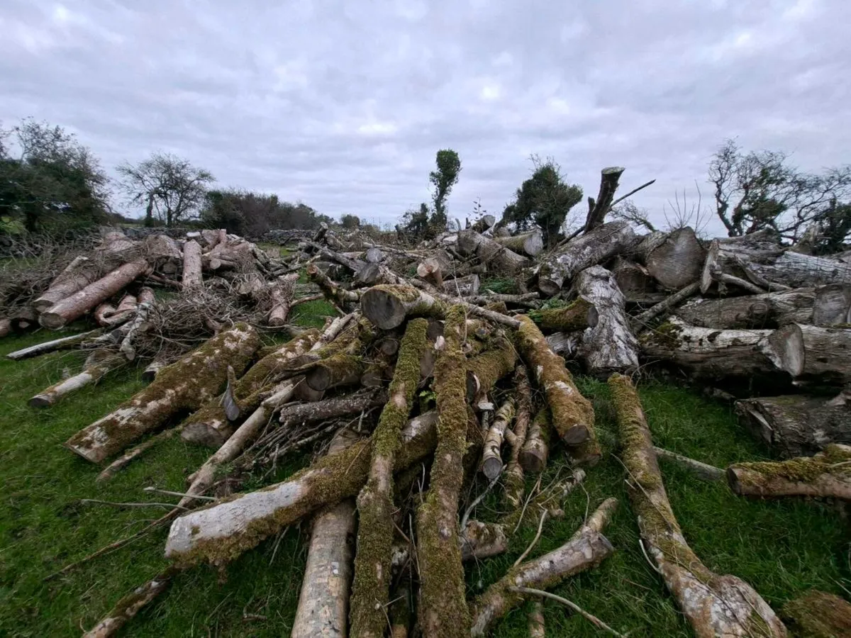 Firewood logs - Image 2