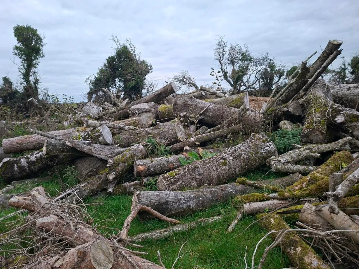 Firewood logs - Image 3