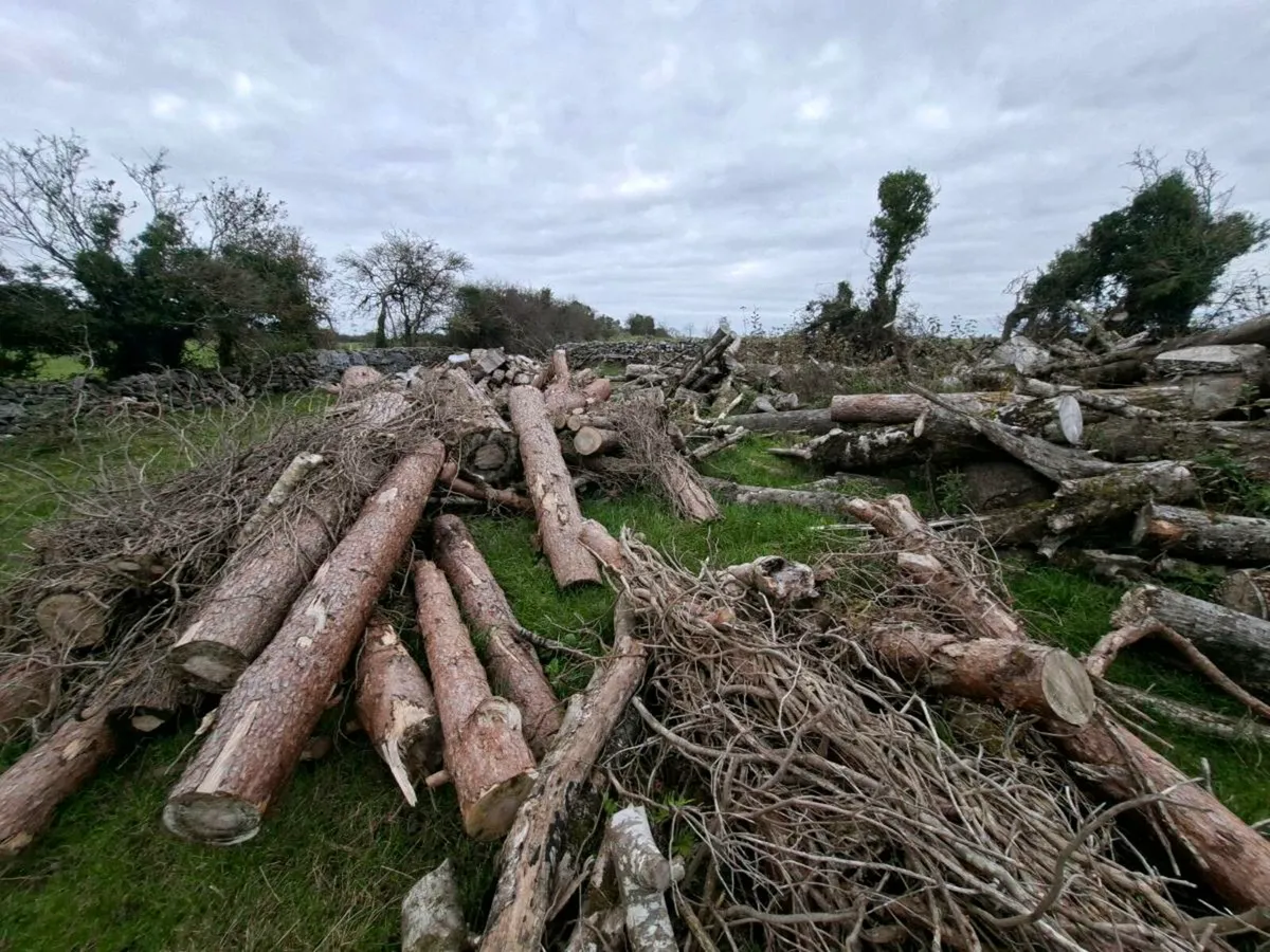 Firewood logs - Image 4