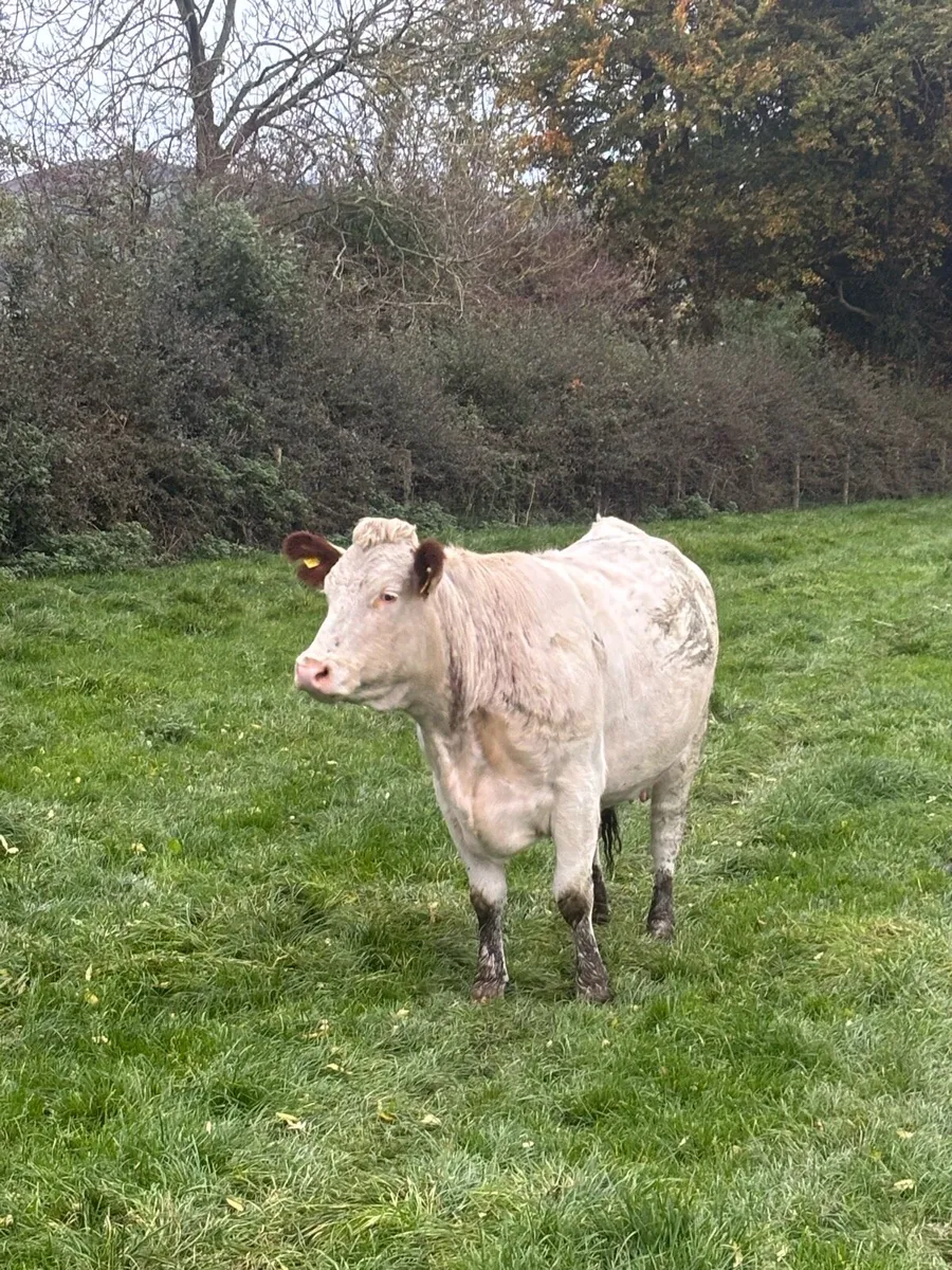 Cows and calves - Image 1
