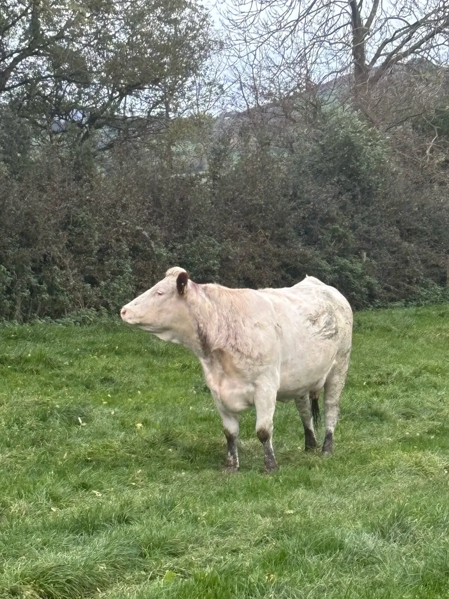 Cows and calves - Image 3