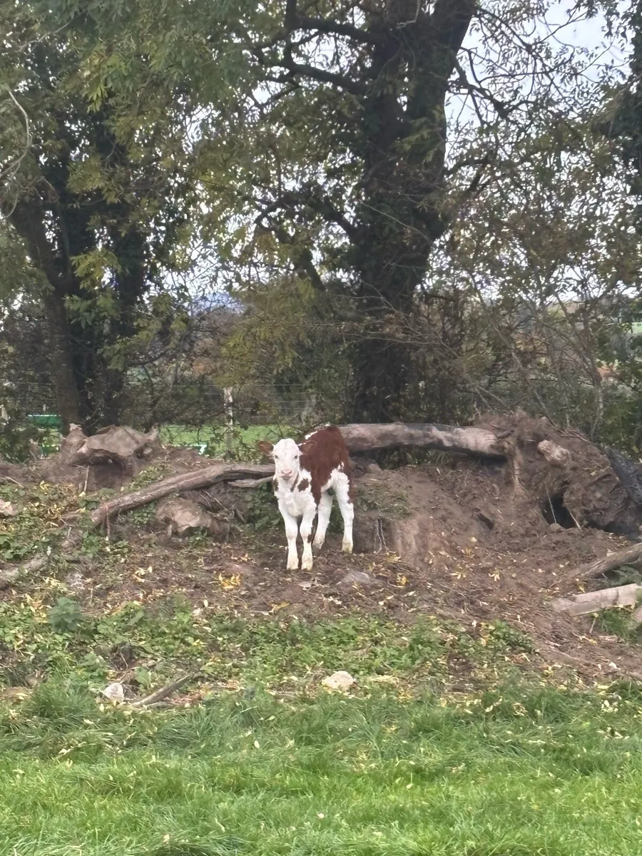 Cows and calves - Image 4