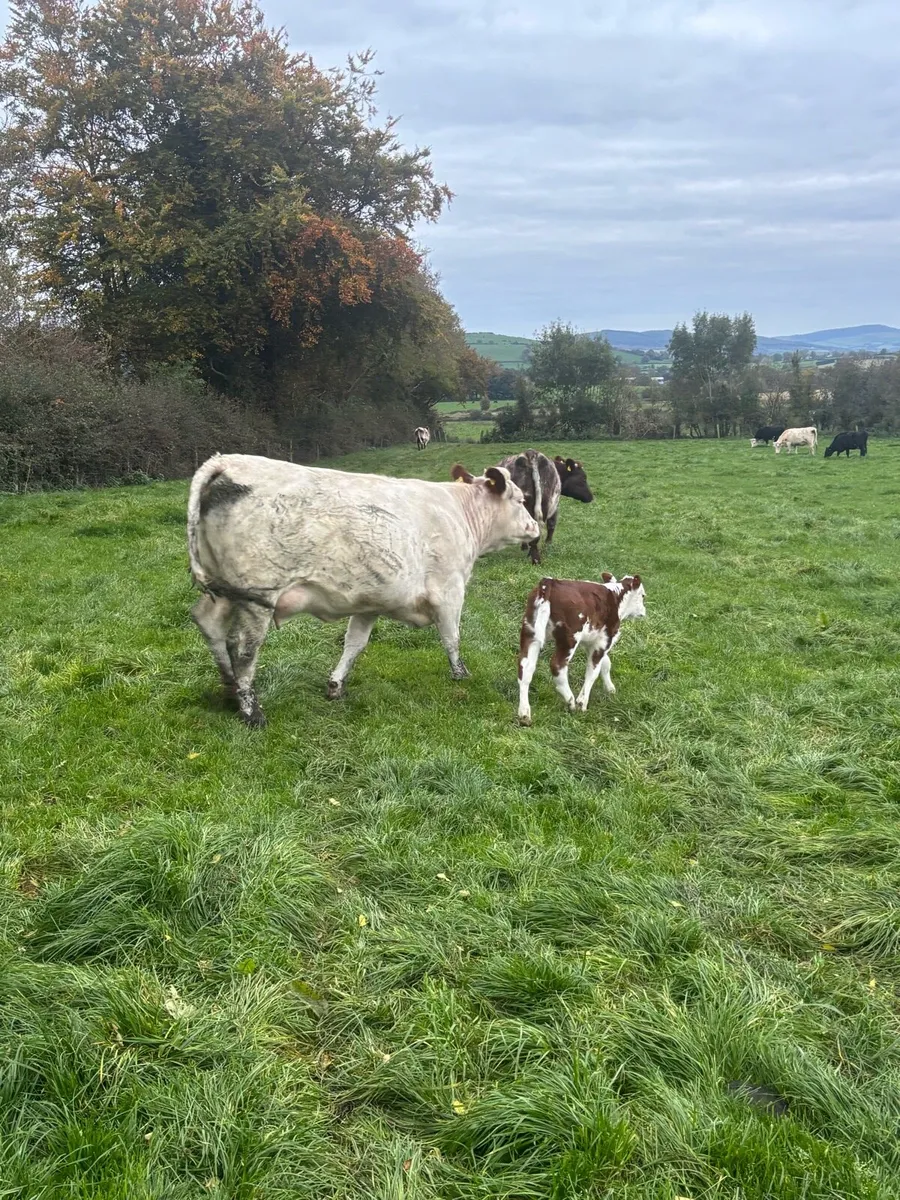 Cows and calves - Image 2