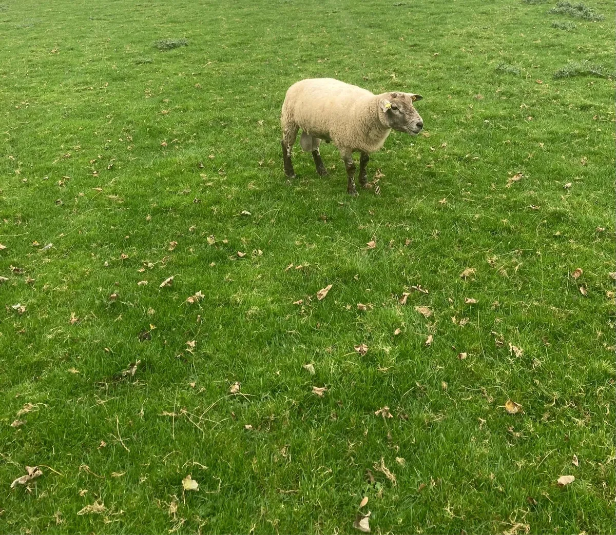 Suftex Ram - Image 1