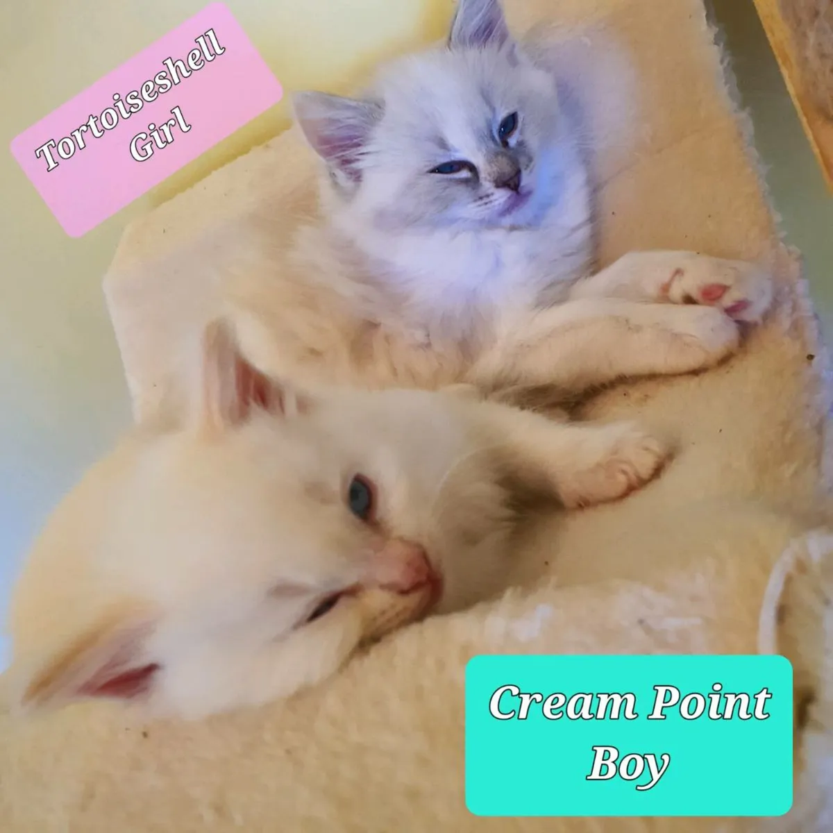 Ragdoll x Maine Coon - cuddle ready kittens - Image 4