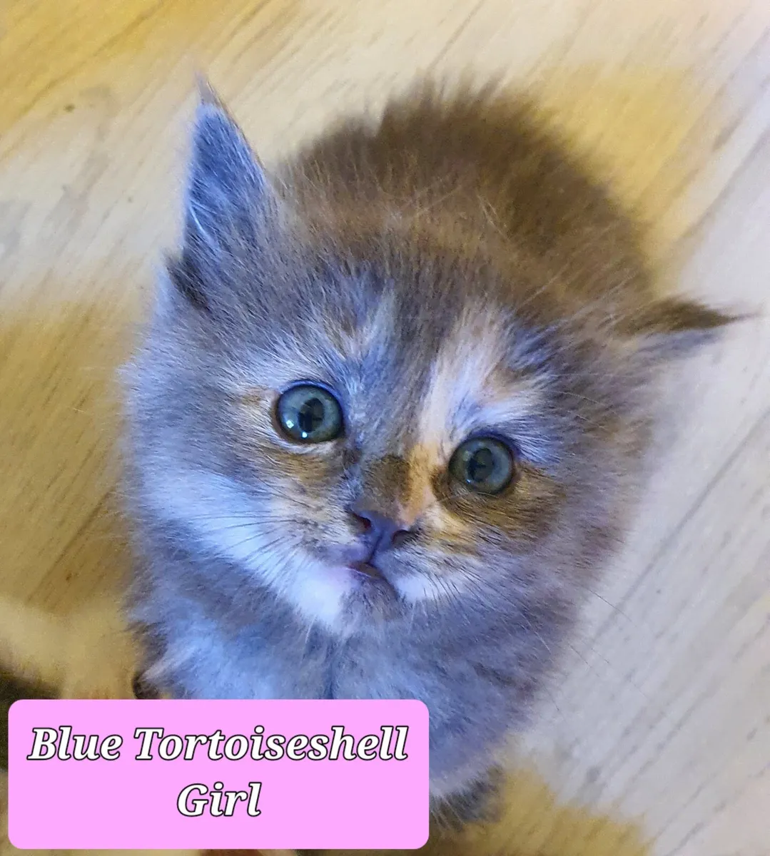 Ragdoll x Maine Coon - cuddle ready kittens - Image 3