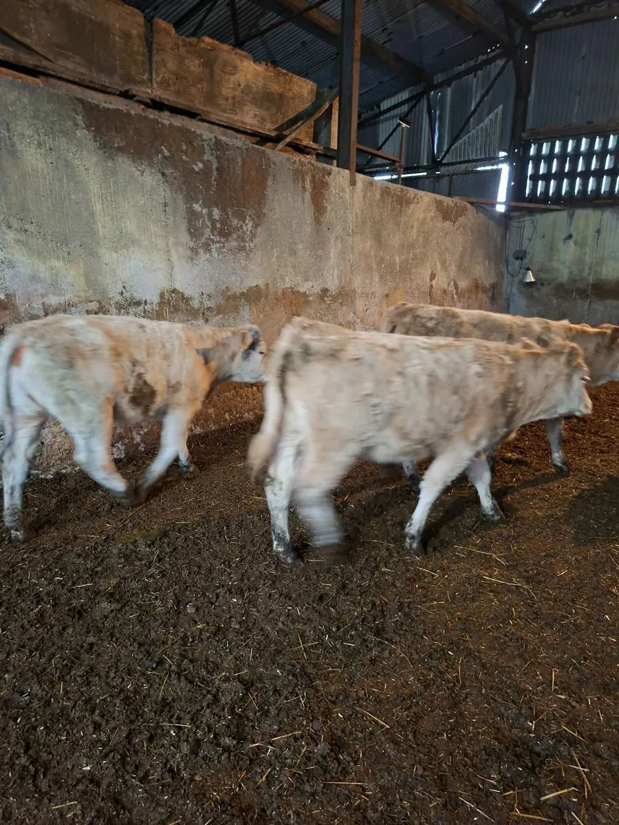 Livestock beef - Image 1