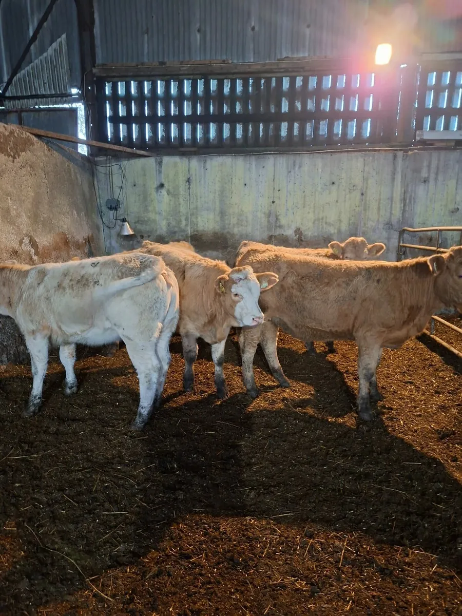 Livestock beef - Image 2