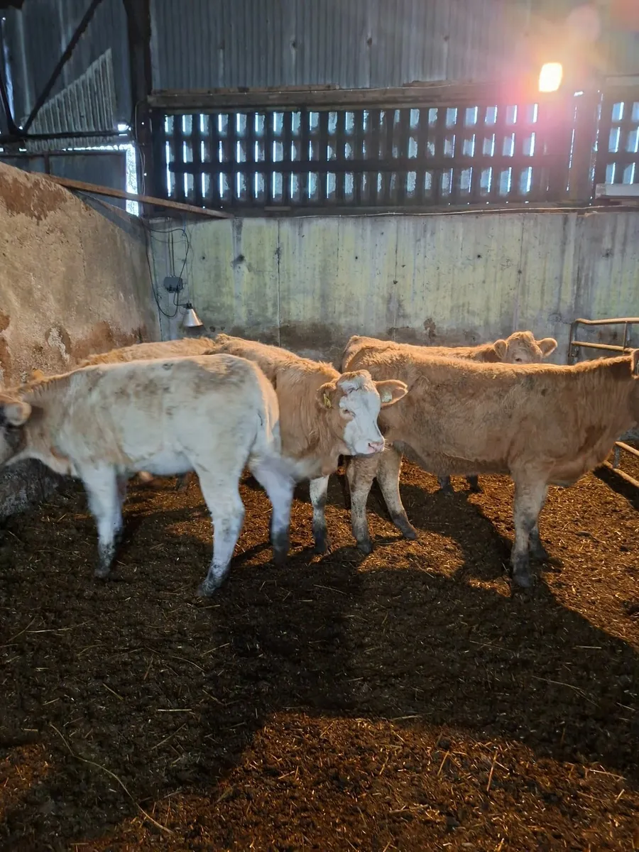 Livestock beef - Image 3