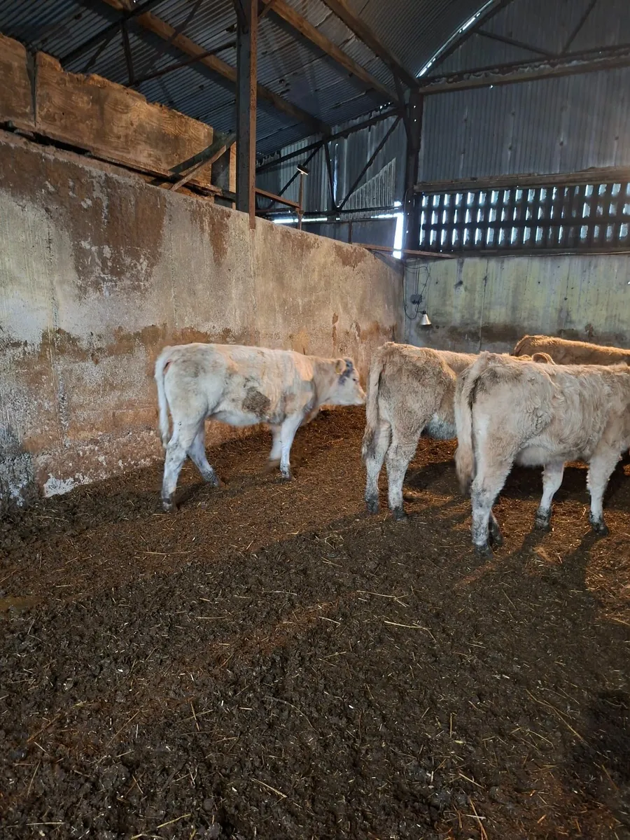 Livestock beef - Image 4
