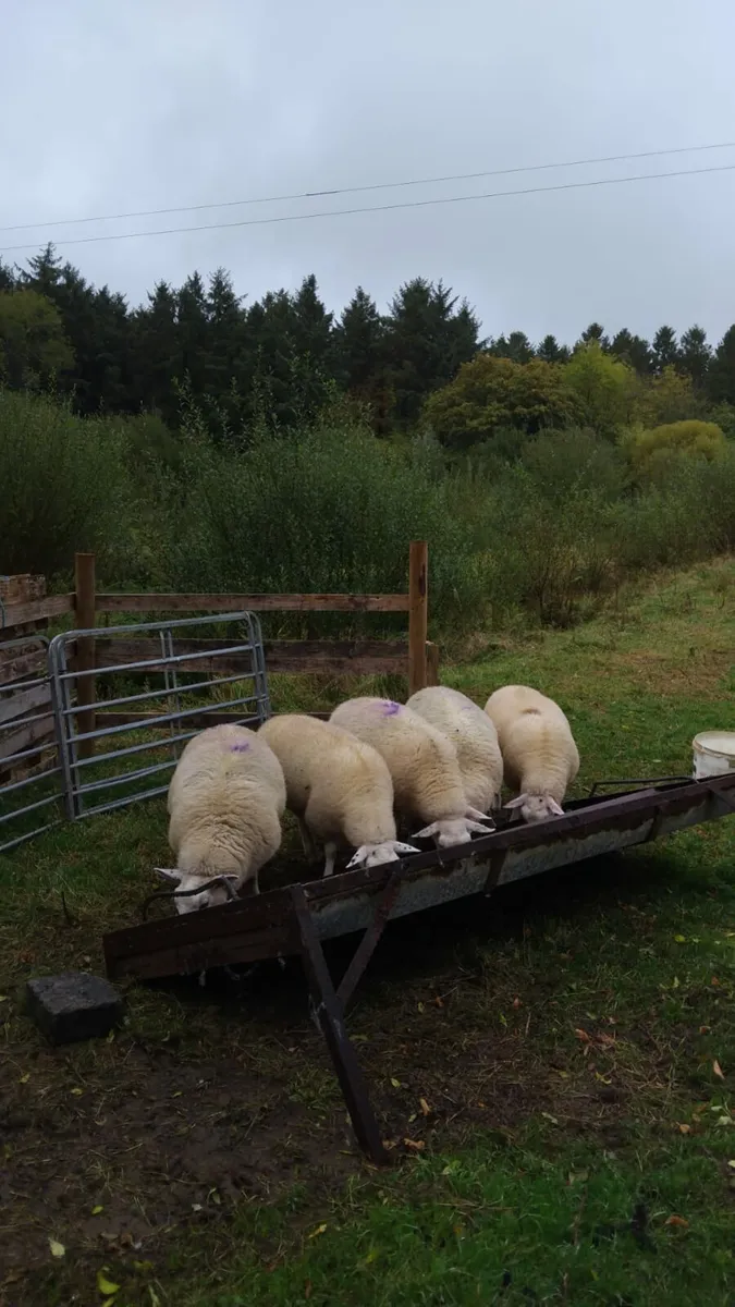 Lowland lambs - Image 1