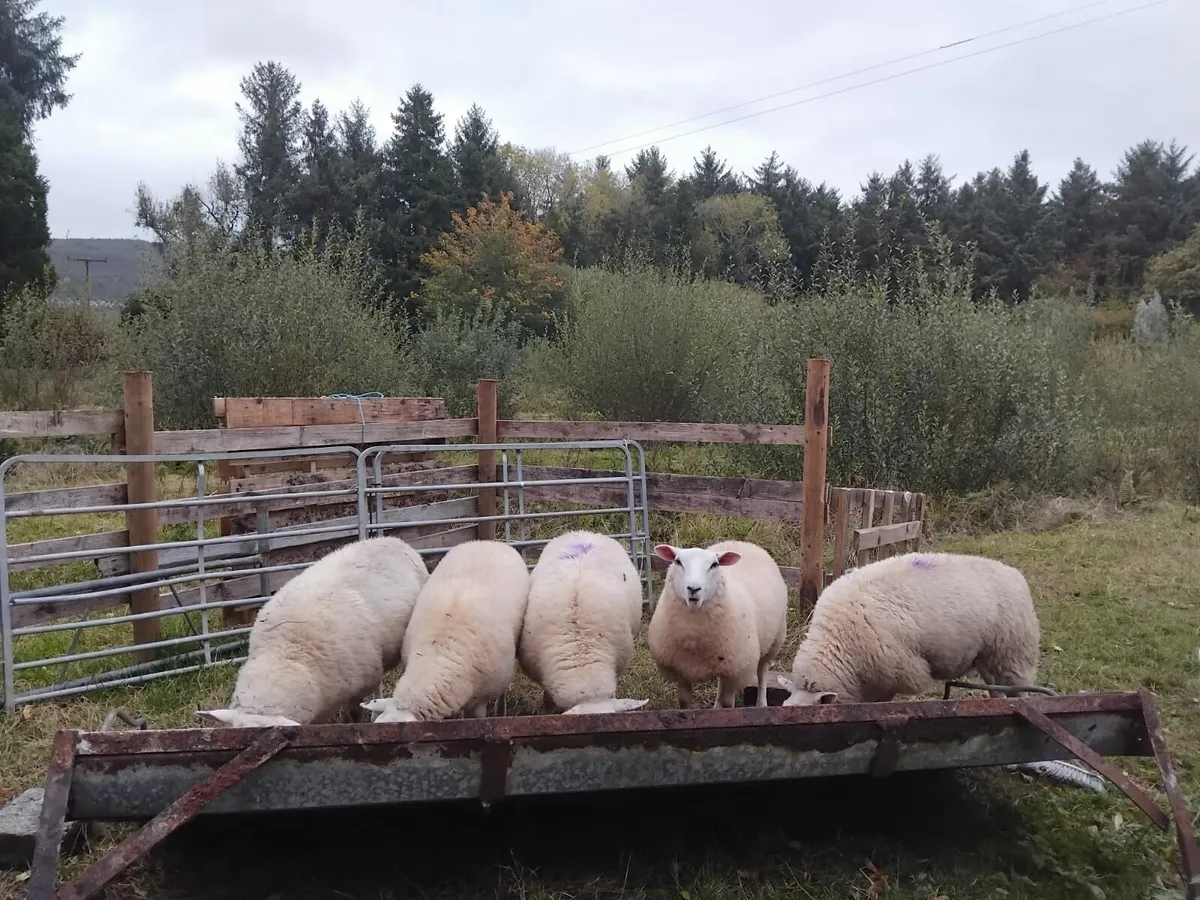 Lowland lambs - Image 2