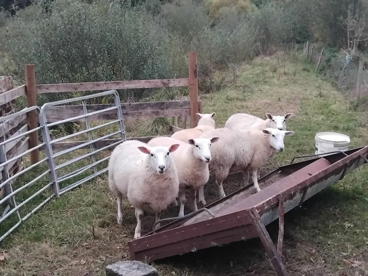Lowland lambs - Image 3