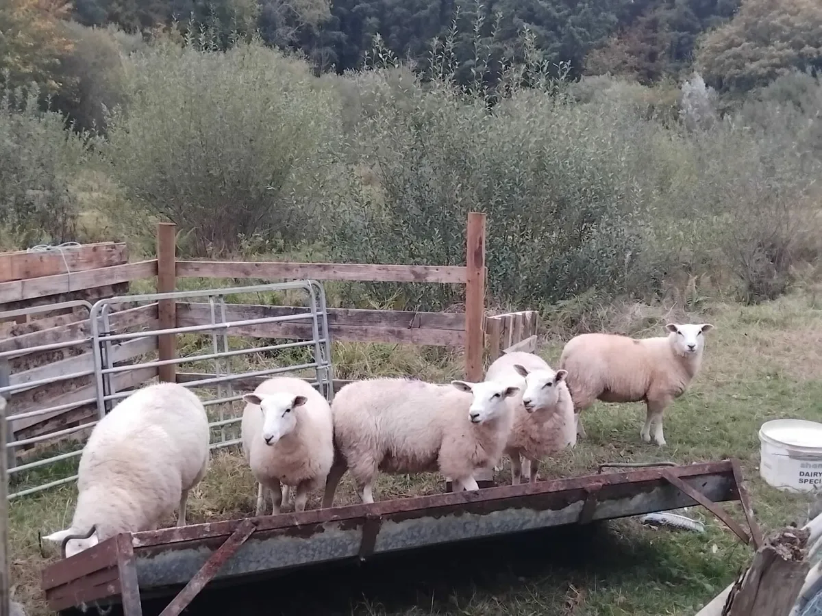 Lowland lambs - Image 4