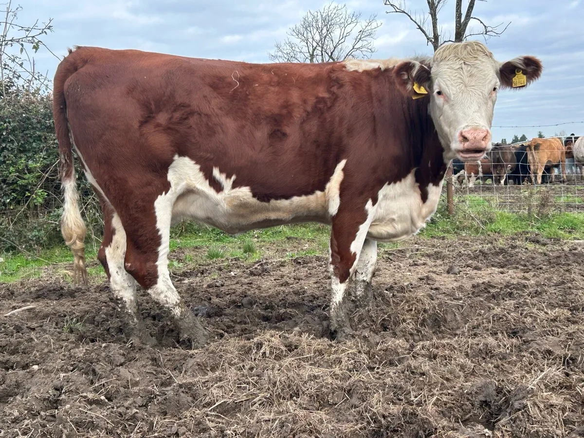 2 smashing incalf red Hereford springers - Image 1