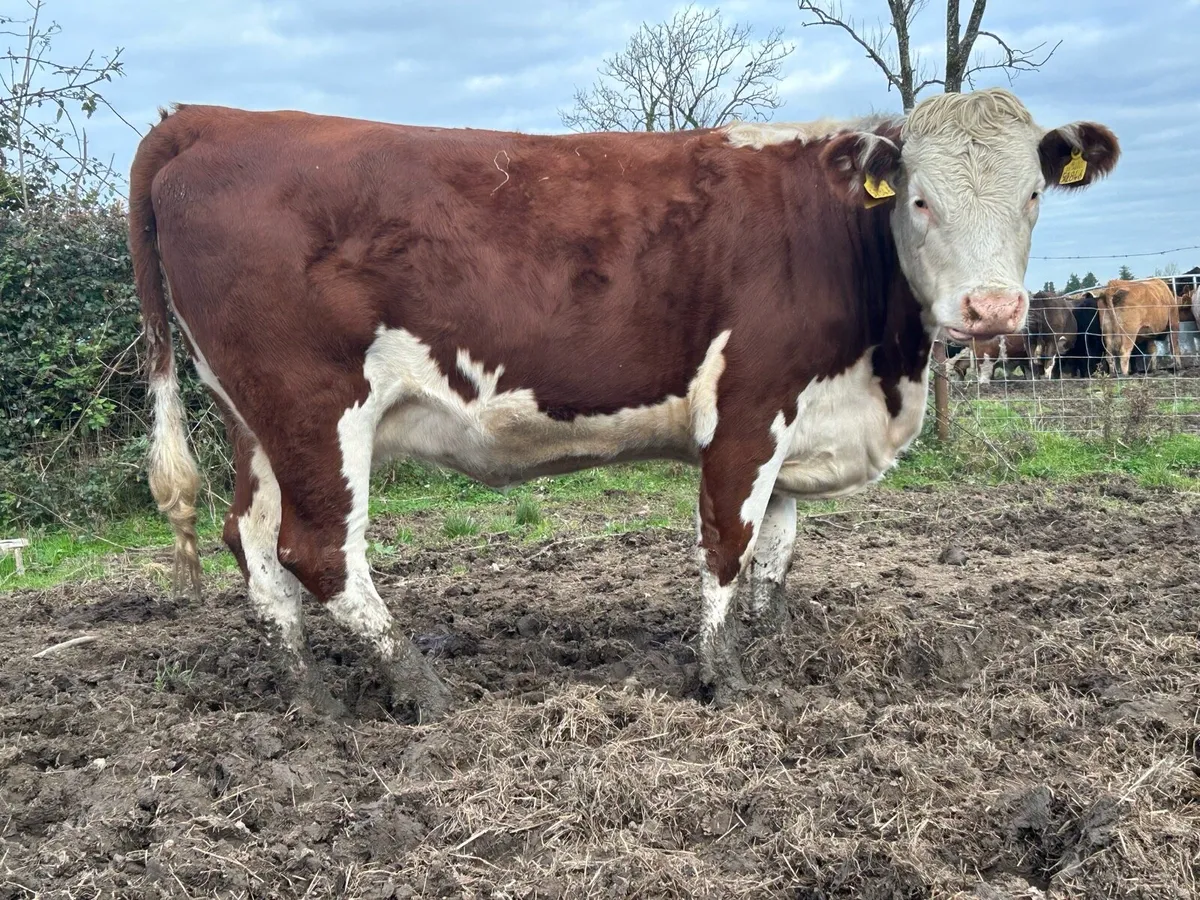2 smashing incalf red Hereford springers - Image 2