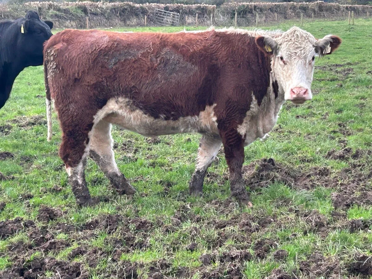 2 smashing incalf red Hereford springers - Image 3