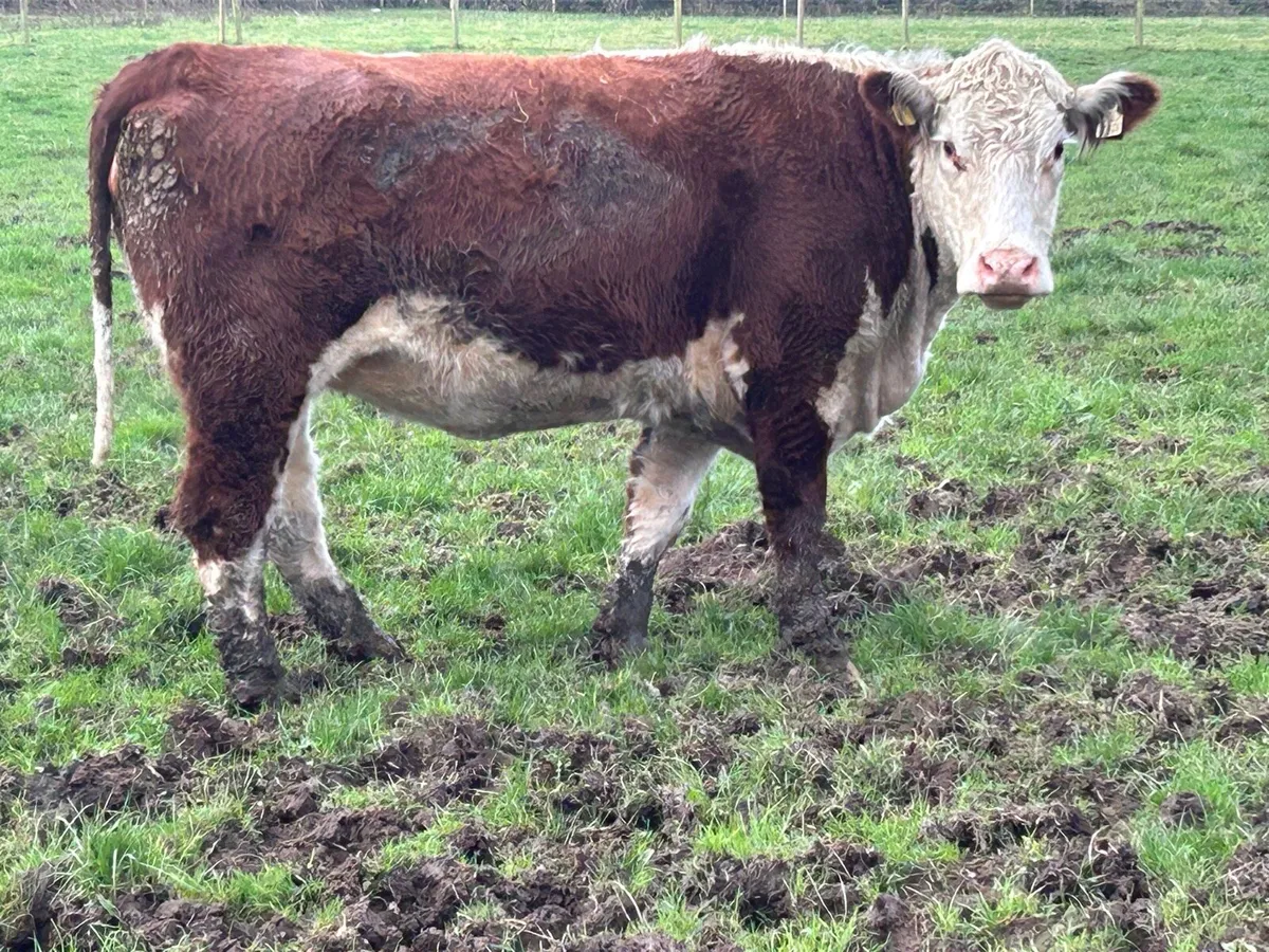 2 smashing incalf red Hereford springers - Image 4