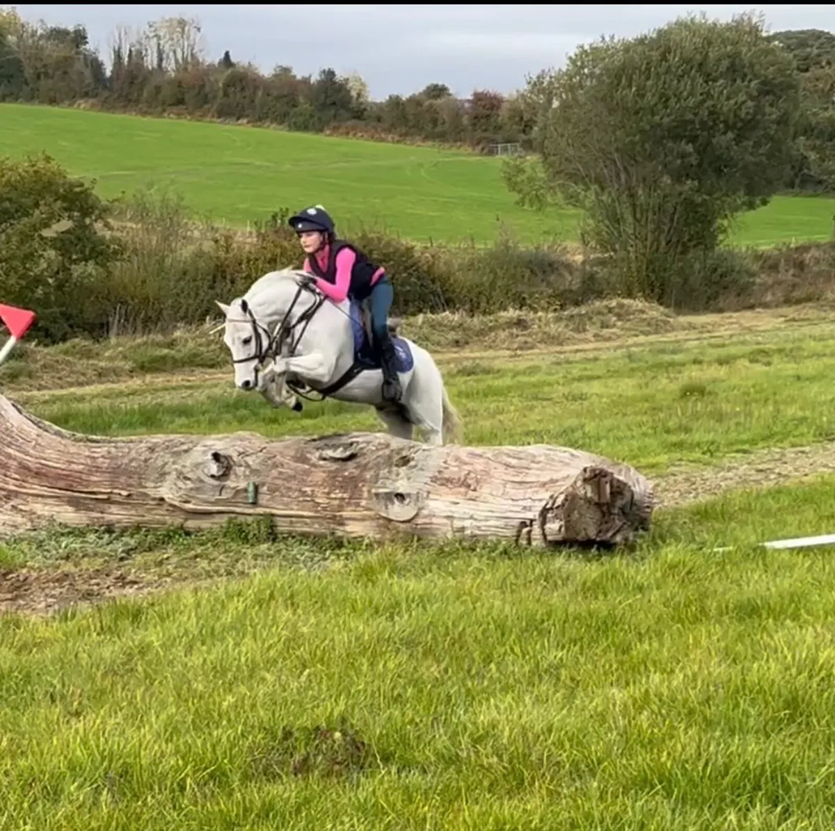 Star 12.1 Gelding - Image 2