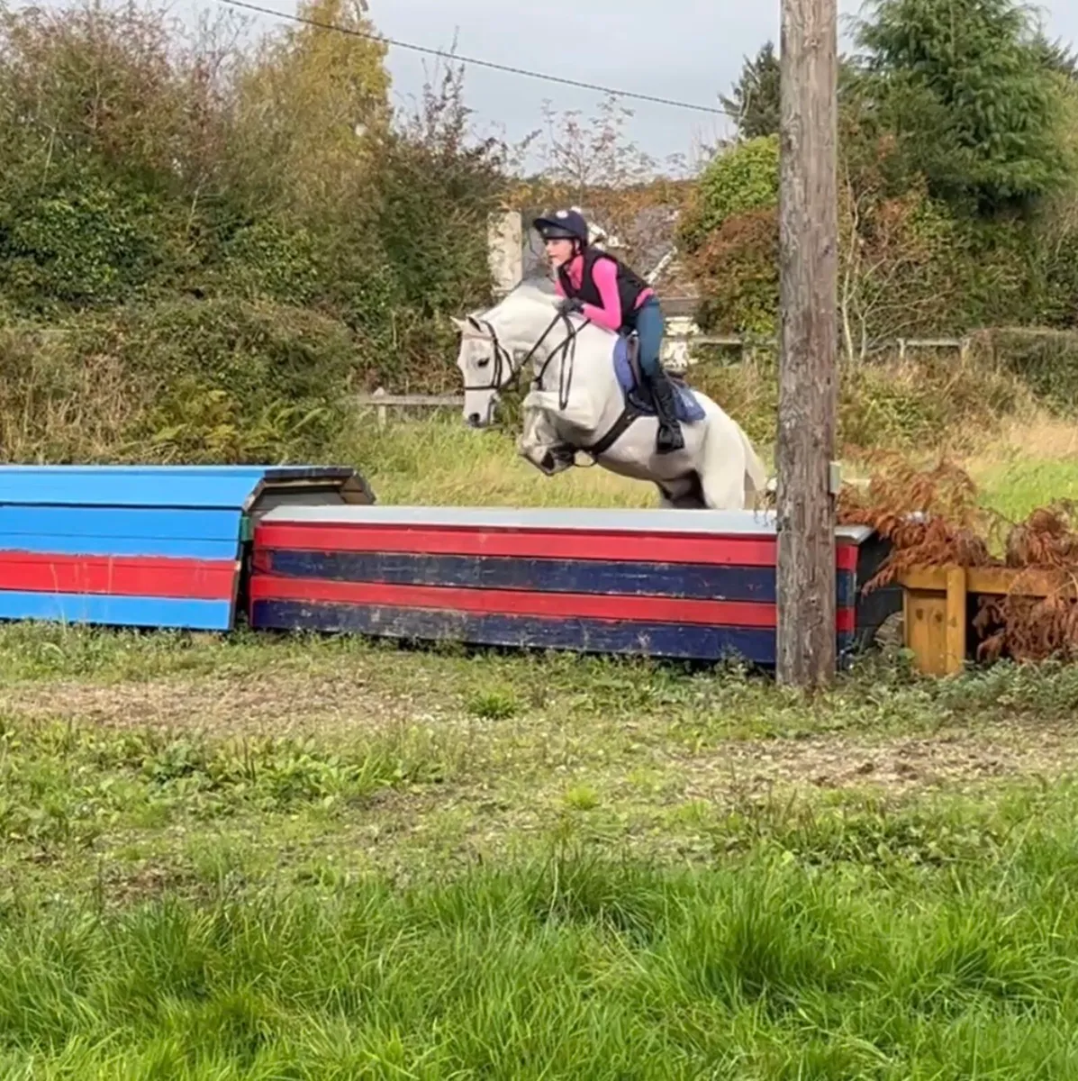 Star 12.1 Gelding - Image 1