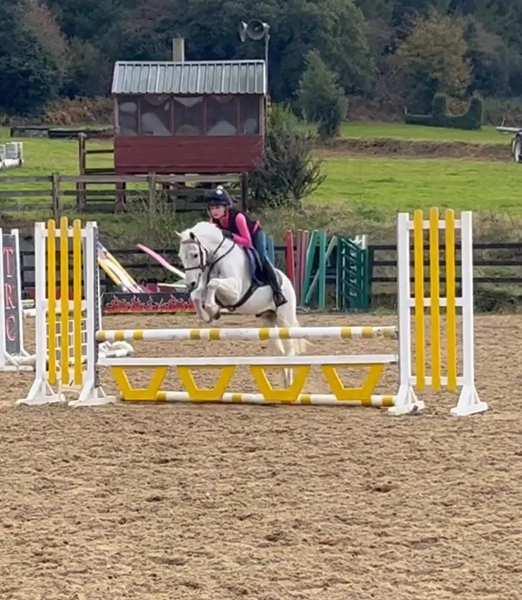 Star 12.1 Gelding - Image 3