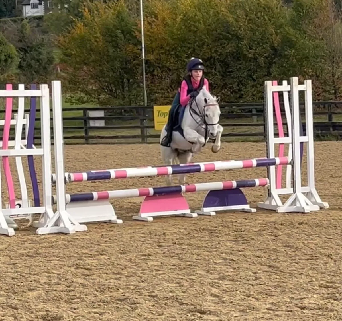 Star 12.1 Gelding - Image 4