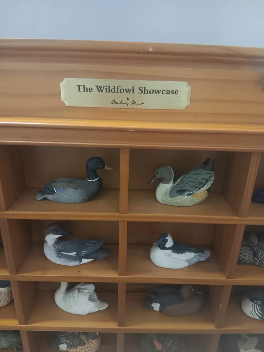 Wild fowl showcase - Image 4