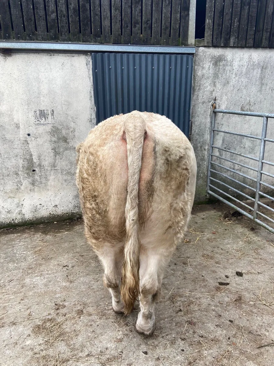 **PBR CHAROLAIS BULL BALLINASLOE MART** - Image 2