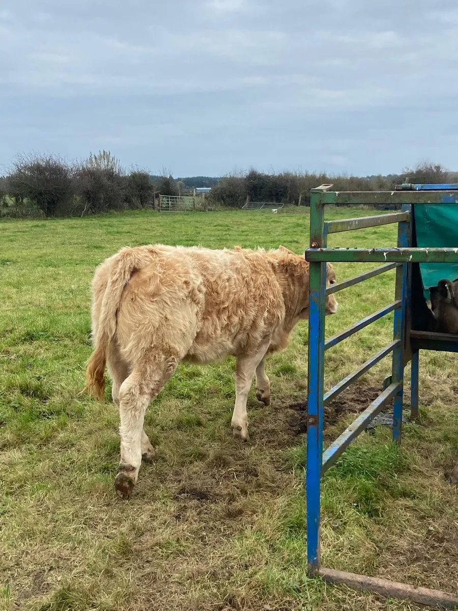 **PBR CHAROLAIS BULL BALLINASLOE MART** - Image 3