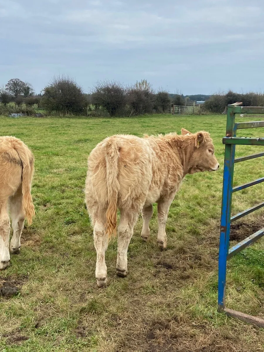 **PBR CHAROLAIS BULL BALLINASLOE MART** - Image 4