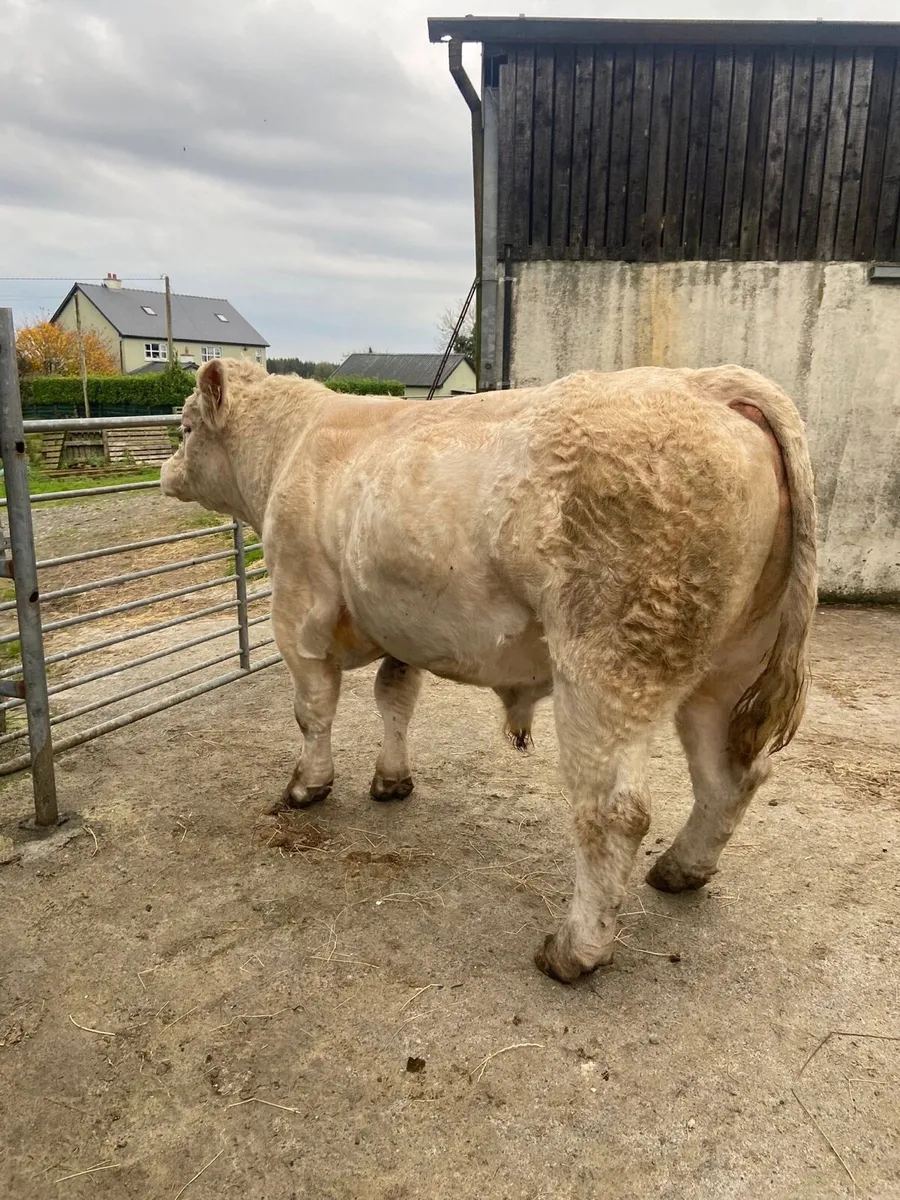 **PBR CHAROLAIS BULL BALLINASLOE MART** - Image 1