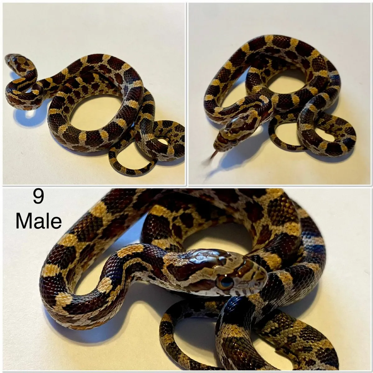 Baby corn snakes - Image 2