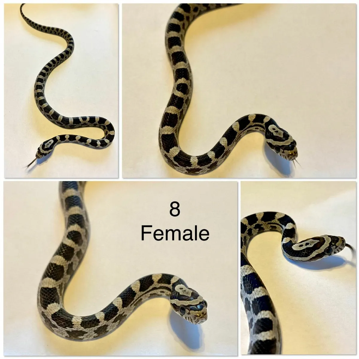Baby corn snakes - Image 3