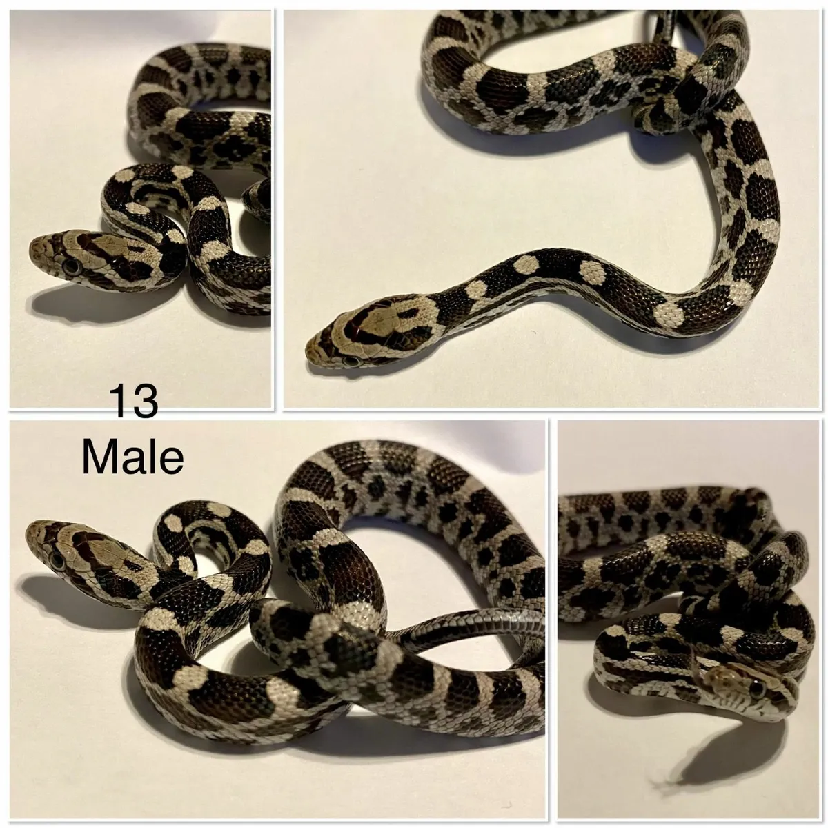 Baby corn snakes - Image 4