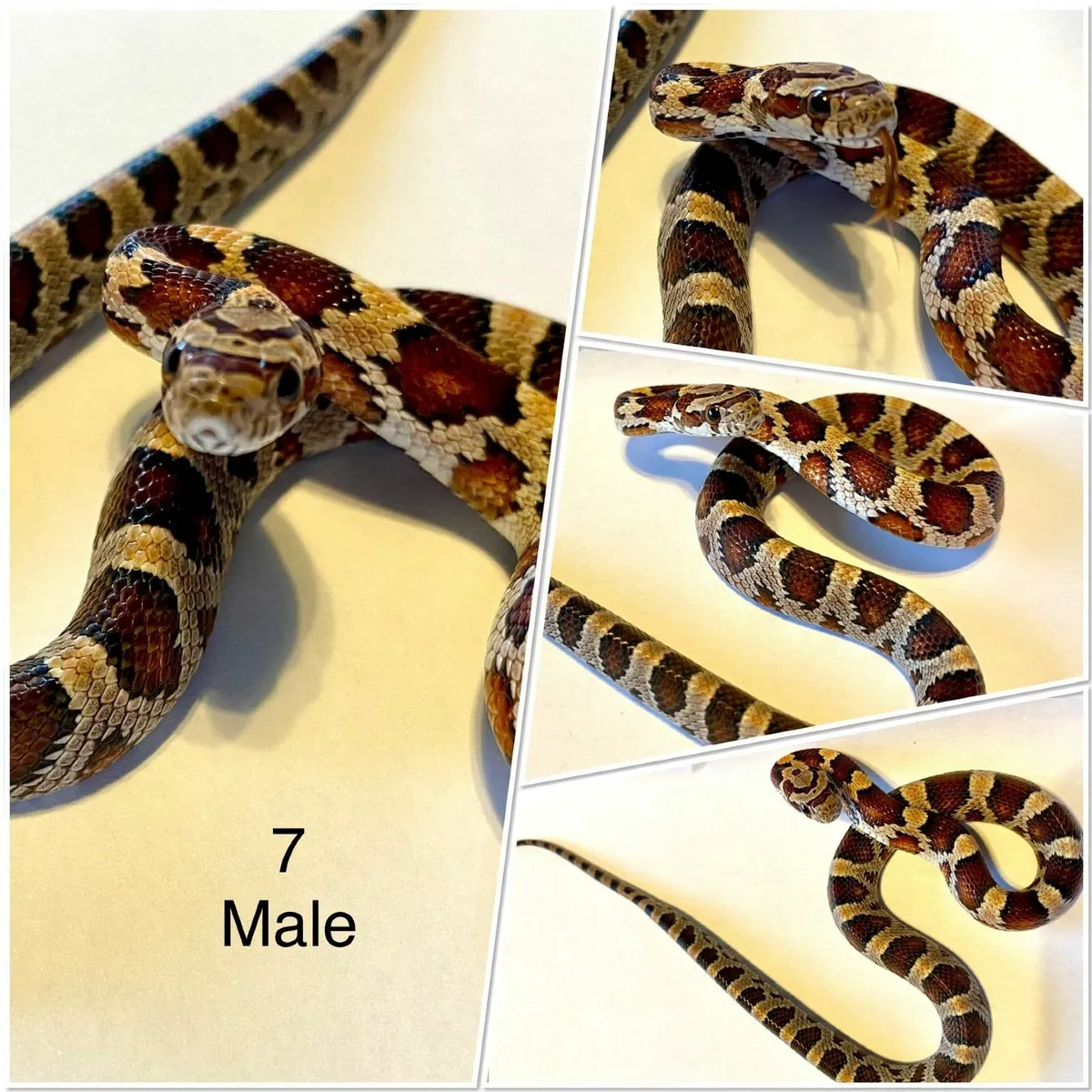 Baby corn snakes - Image 2