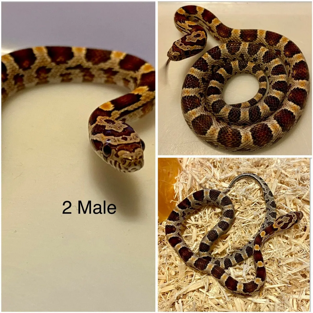 Baby corn snakes - Image 1