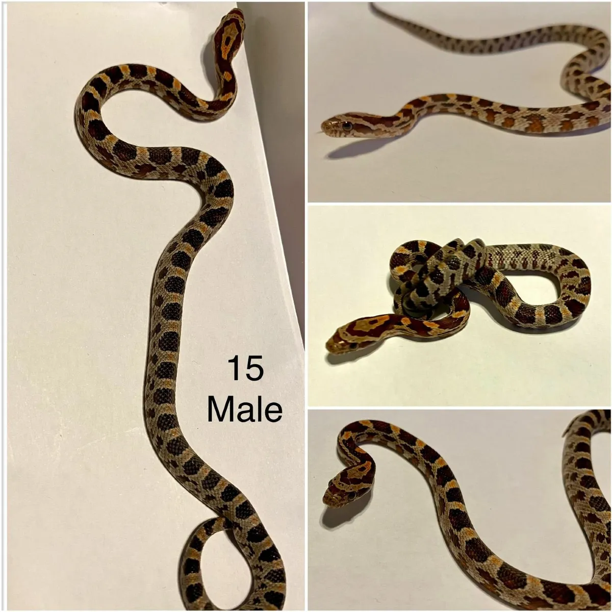 Baby corn snakes - Image 4