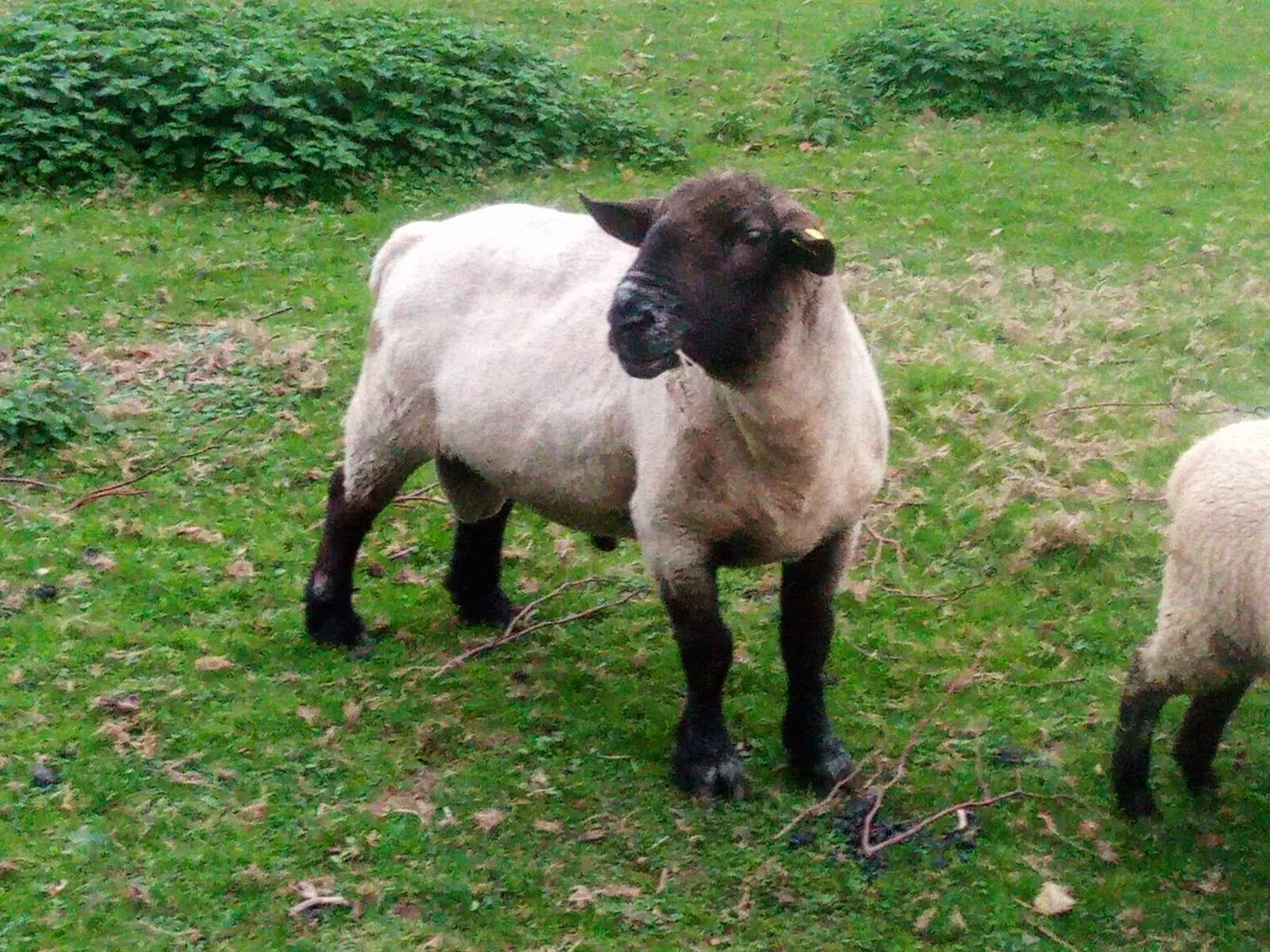 Ram  sheep - Image 1