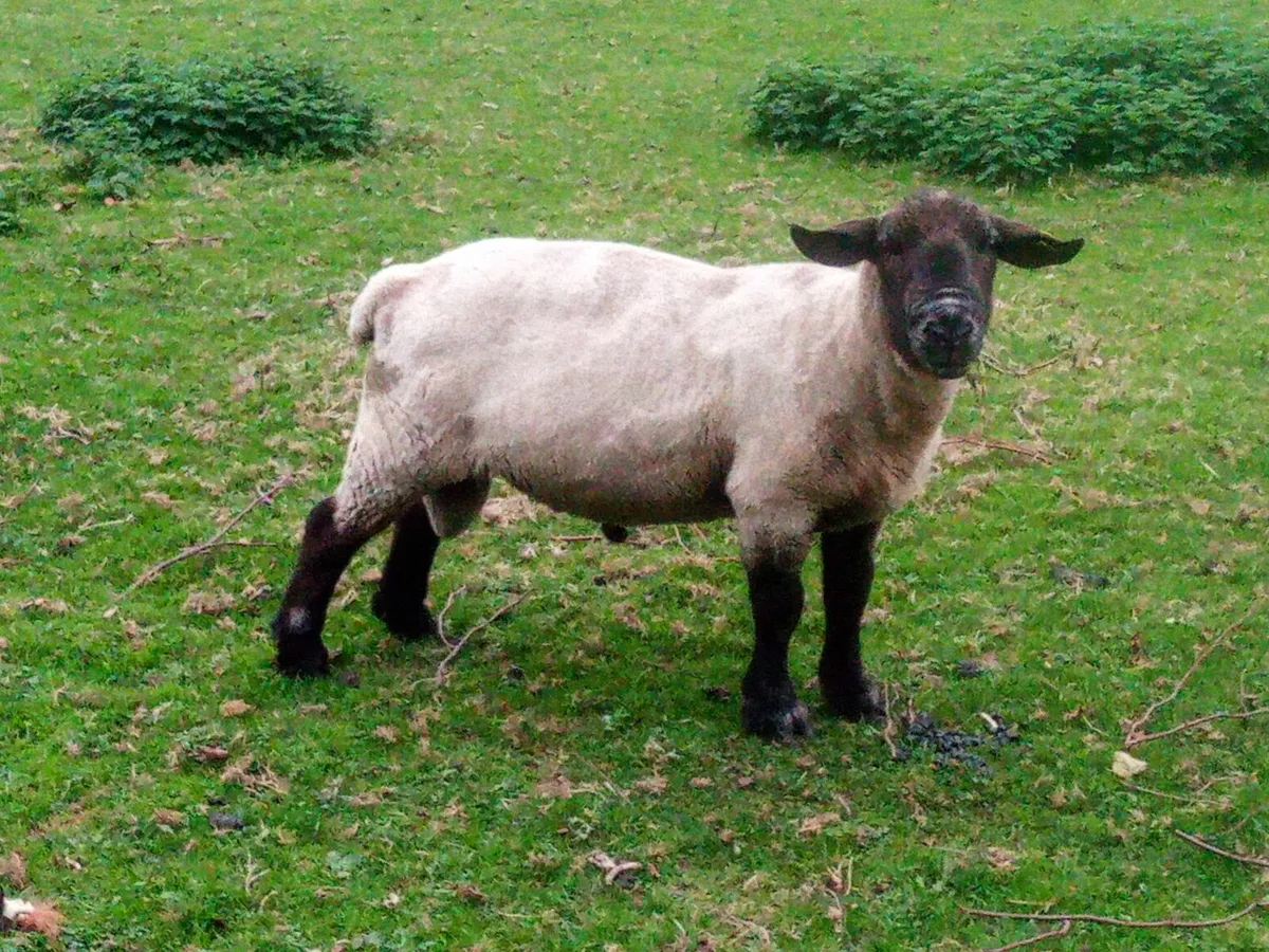 Ram  sheep - Image 2
