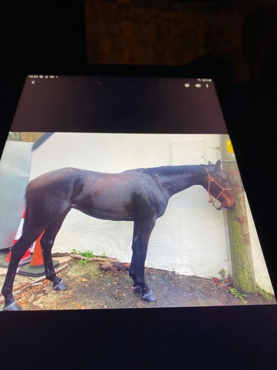 Horse - Image 2