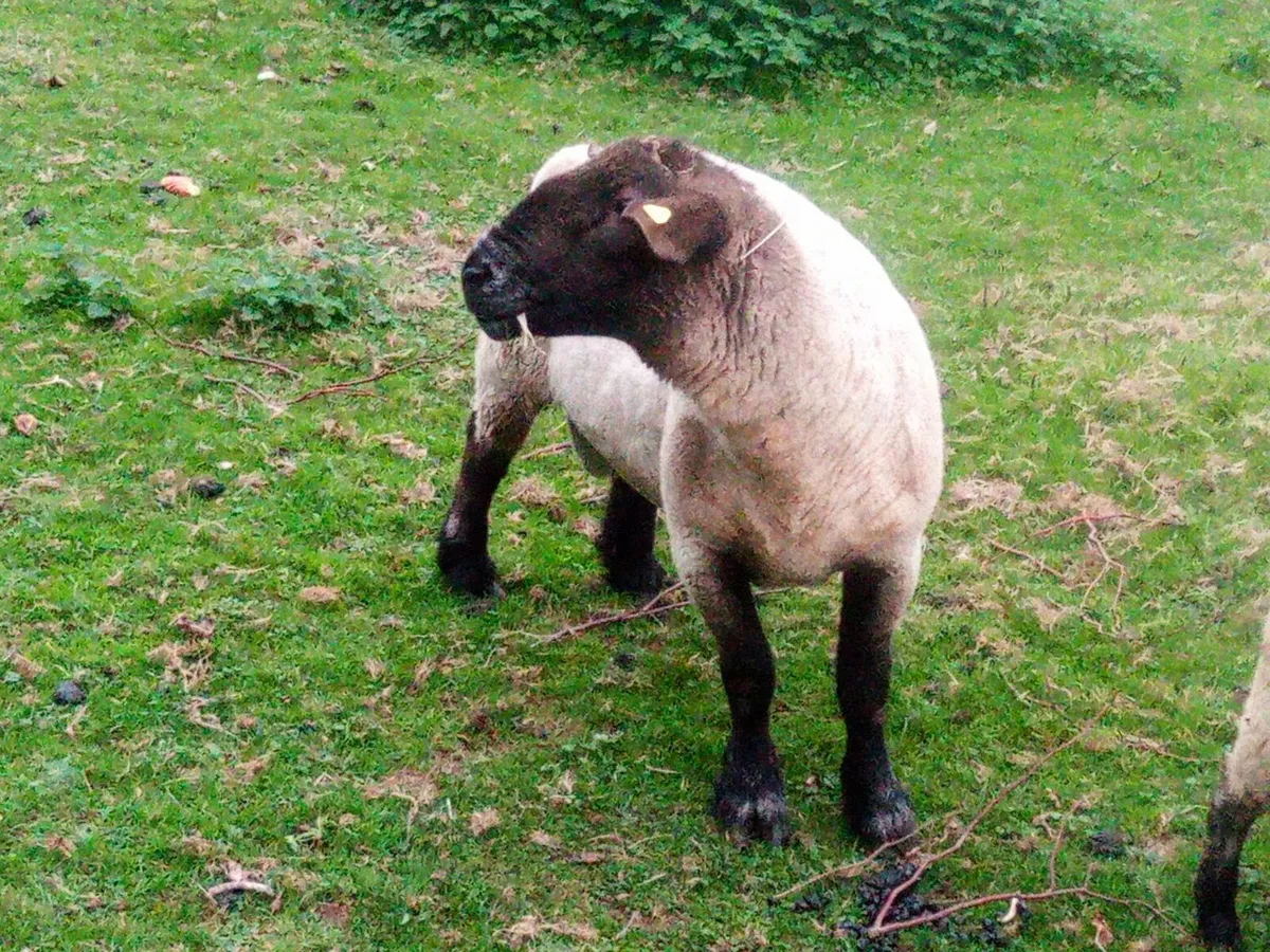 Ram  sheep - Image 3