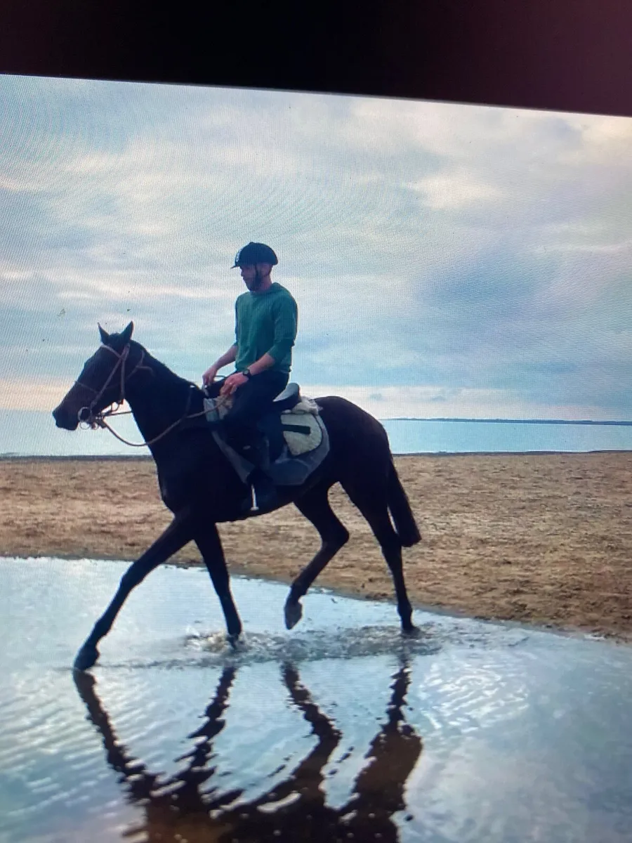 Horse - Image 3