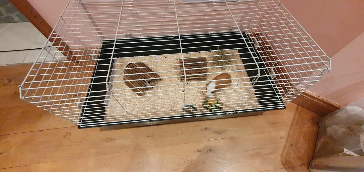 Guinea Pigs - Image 4