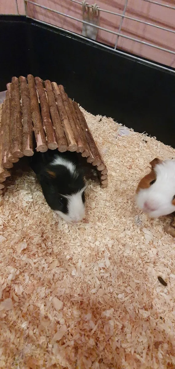 Guinea Pigs - Image 1